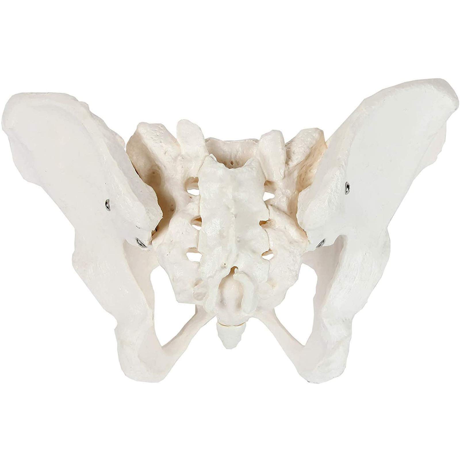Buy Anatomical Model Female Pelvis Skeletal Model Anatomical Model