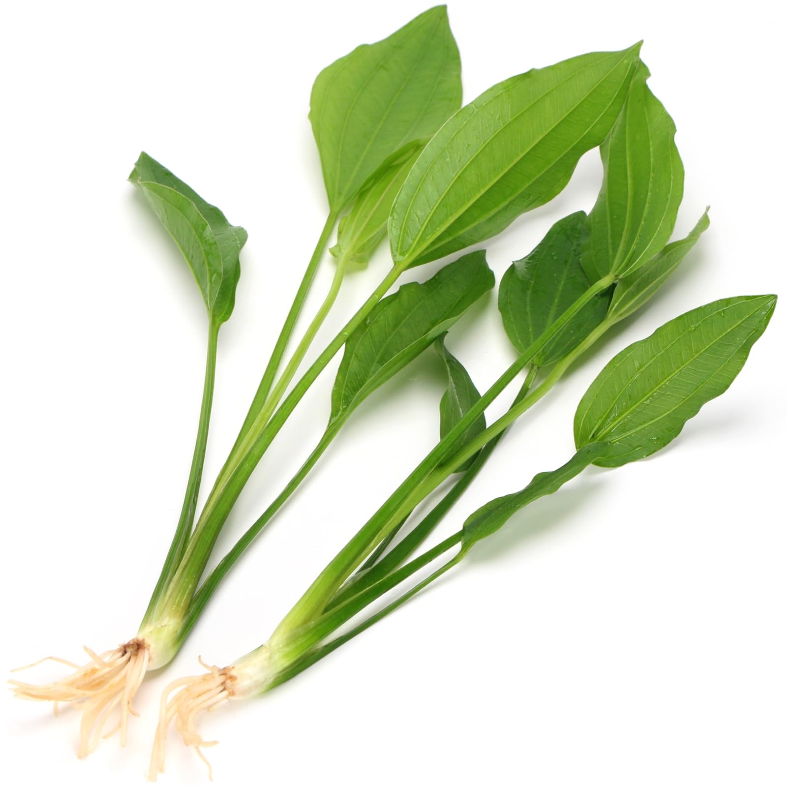 K2AQUA 2X Large Echinodorus Argentinensis Amazon Sword Live Aquarium Plants Bright Green Leaves Background Easy Care Freshwater Tropical Tank