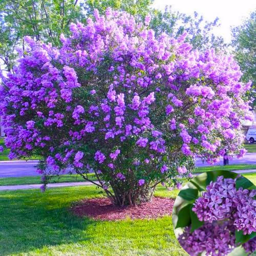 2 Purple Lilac Trees Live Plants 8 Months Old Well-Rooted Common Syringa Bushes Seedling 5 to 7 Inches Tall Fragrant Zones 3-7