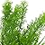 Large Thick Green Plastic Artificial Plant Bush Reeds for Aquarium Fish Tank Aquatic Greenery Décor Decoration Water Grass Plants