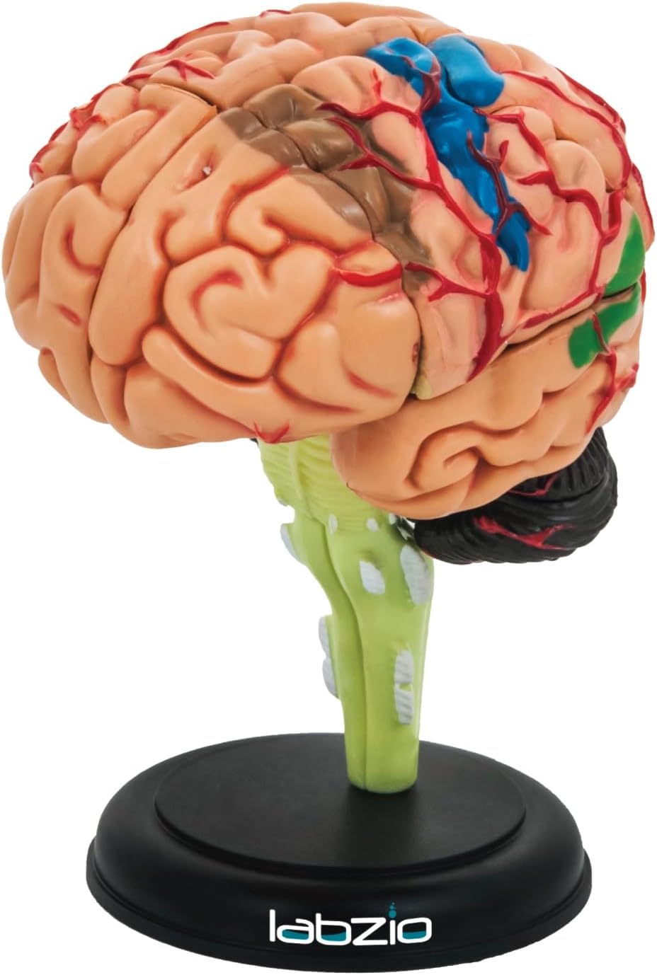 4D Human Brain Model, Mini (10 cm Tall), Dissects Into 17 Parts, A Perfect Learning for Anatomy of Brain, A Fun Learning Model for Kids and Students