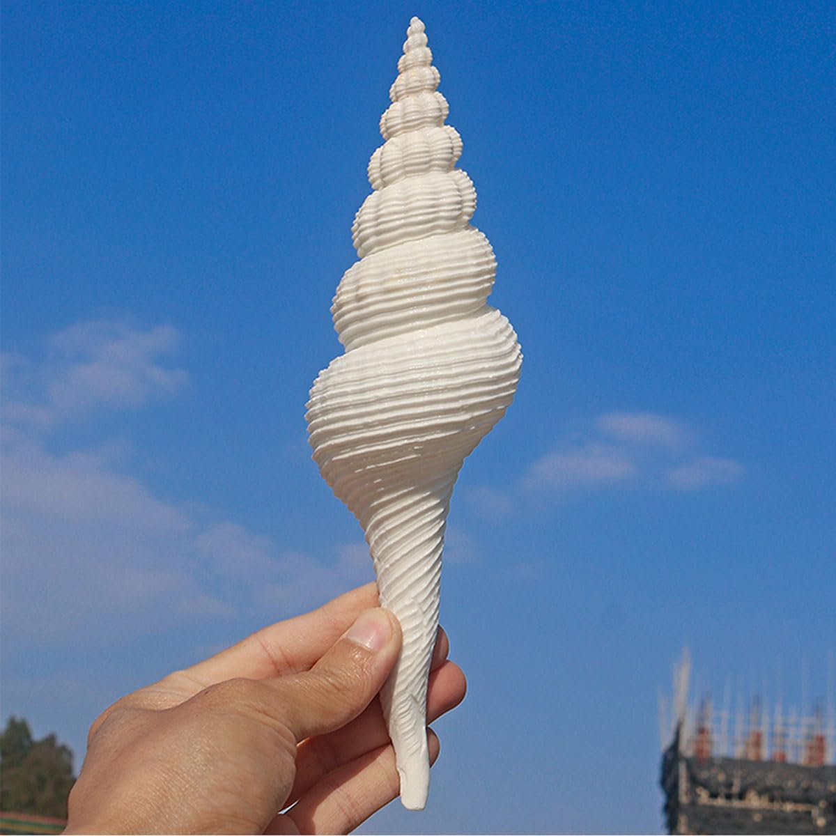 Coquillage, Coquillages Spirale Blanche 16-19Cm for la Décoration(16~17cm)