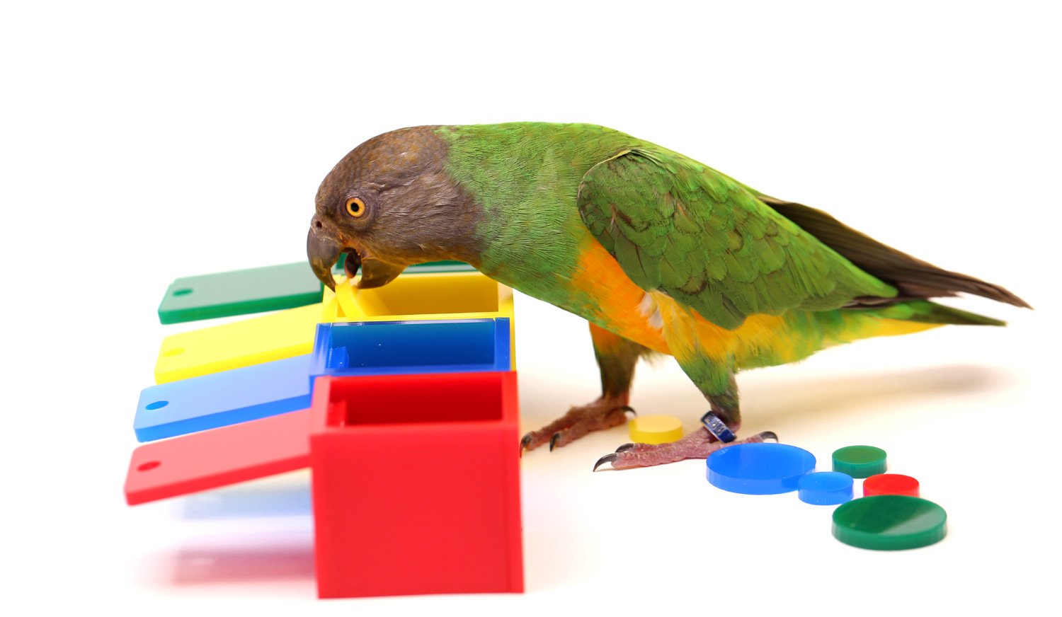 Parrot WizardBirdie Colored Boxes Trick