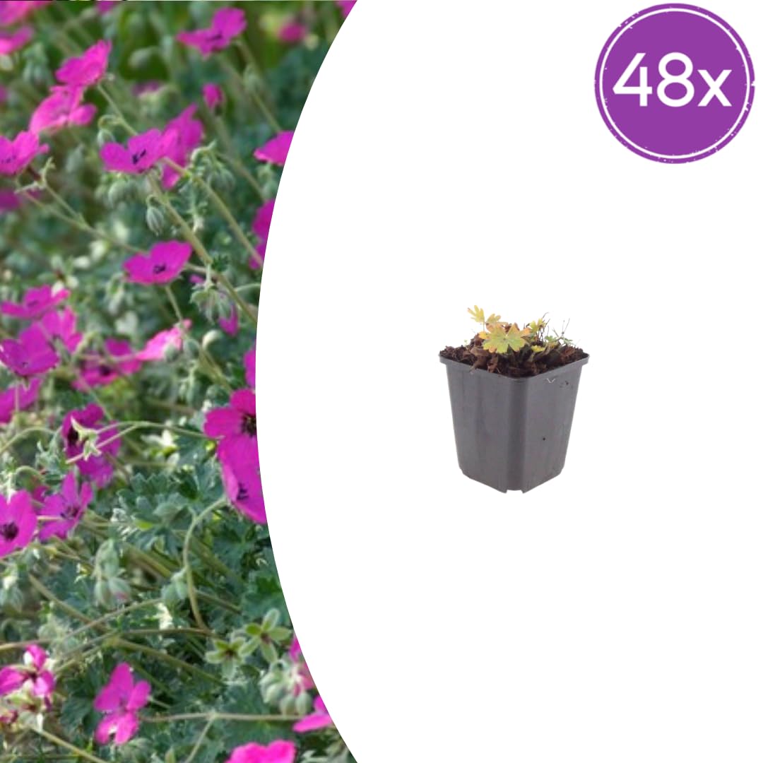 Geranio Max Frei da Giardino, Rosso Carminio, 48 Pezzi Vaso 9cm H10-25cm