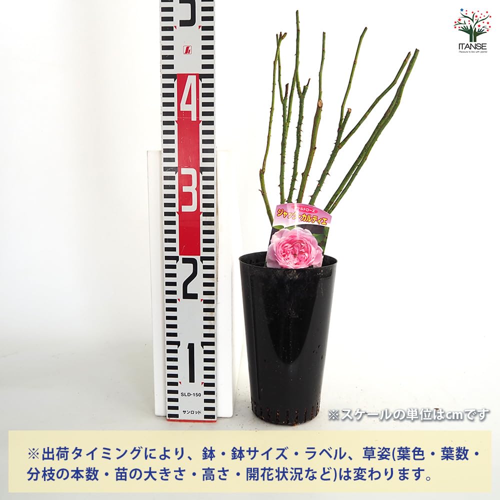 Amazon.co.jp: ITANSE 薔薇 ジャック・カルティエ 接木苗 4号 1