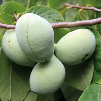 61pOklVkfKL._AC_UF350, 61pOklVkfKL._AC_UF350,