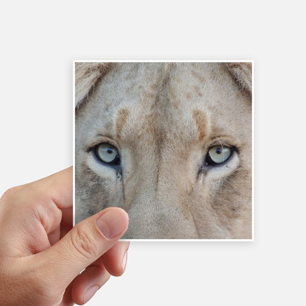 Autocollants Lion 10CM pour personnaliser et masquer les rayures de valise