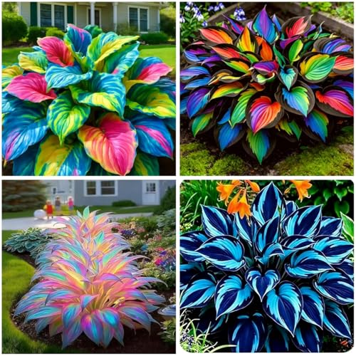 Mixrug 305+ Hosta Seeds Mix for Planting,Rare Hosta Seeds Mixed Colors,Dual Use for Ground Cover & Pots, Create Cool Shaded Garden Outdoor
