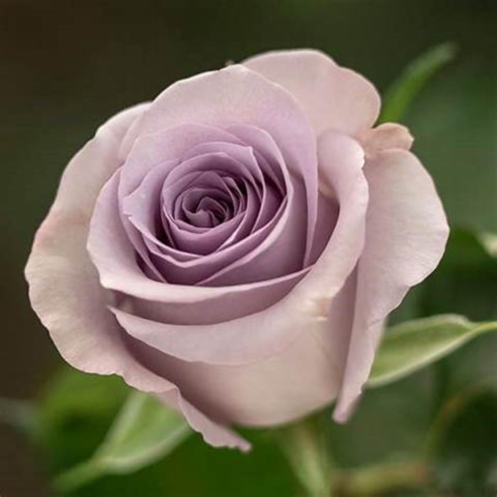Gorgeous Rose Bulbs Mix UK,Good for Containers,Flowering Rhizome,Iridescent,Excellent Display,Perennial,Balcony Garden Bulbs,Hardy,Rose Rhizome-2bulbs-M โ image 1