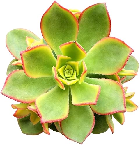 Aeonium Kiwi - Plantas rosas y amarillas vivas para boda, regalo de recuerdo de maceta de boda, suculentas rosas únicas saludables para decoración
