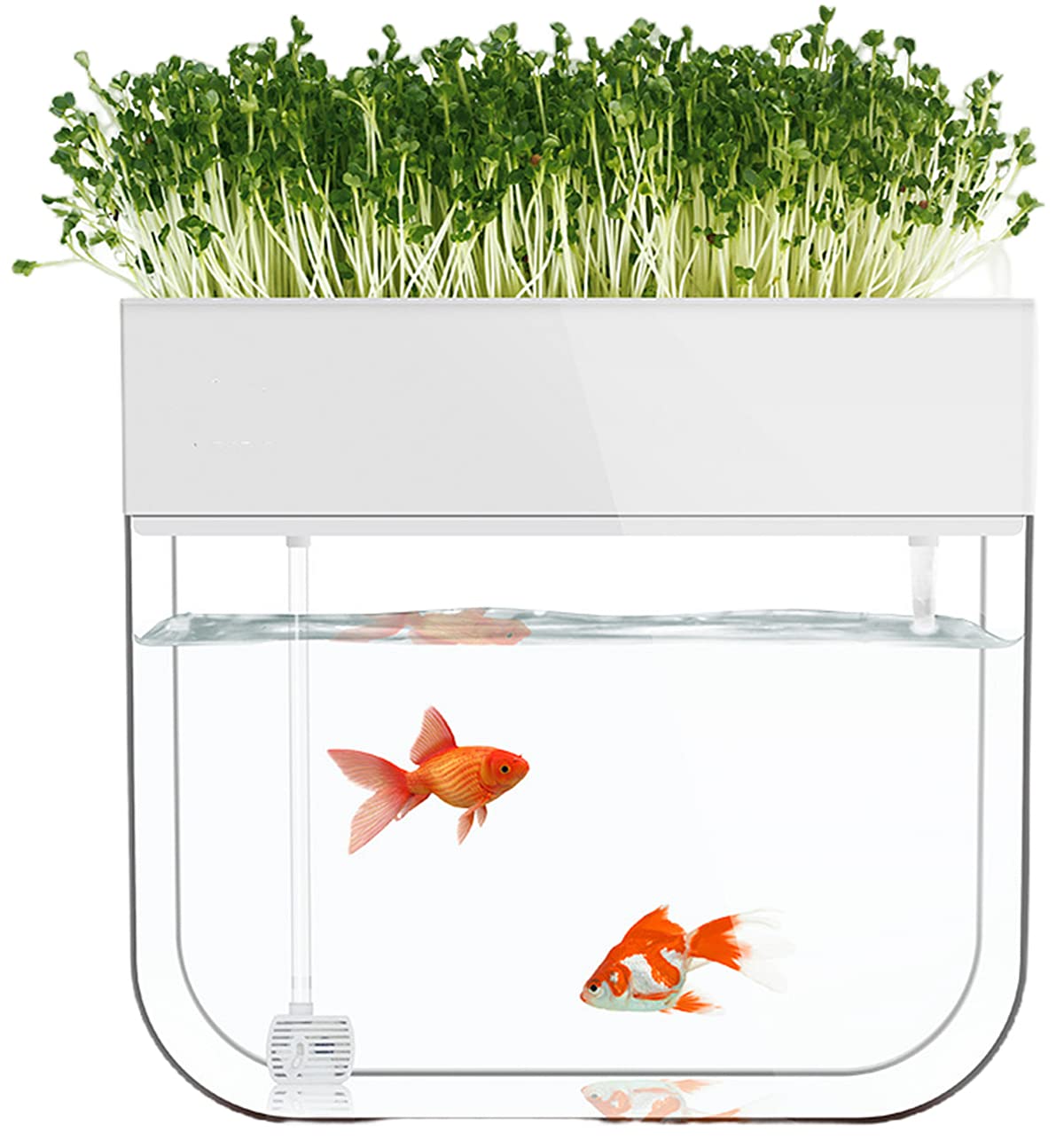 Amazon | アクアリウム アクアポニック アクアポニックス小型水槽