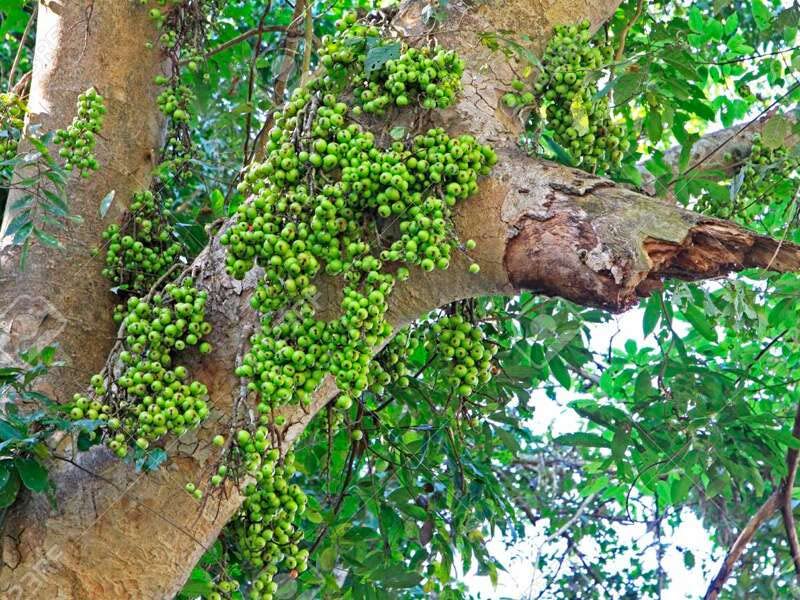 Image of RUKDA Havan Samidha Havan Kund Sticks Gular ki Lakdi Hawan Wood Gular Wood for Havan - 1 kg