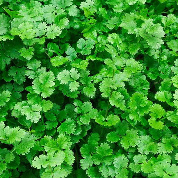 Coriander Seeds for Planting | Dhania Seeds for Home Gardening | ...