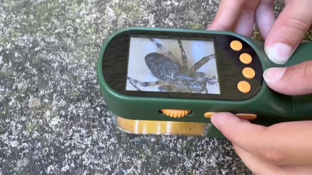 Kit Explorateur Insectes – Loupe Numérique 500x Avec écran Couleur – Attrape-insectes Avec Pince Et Boîte – Cadeau Nature