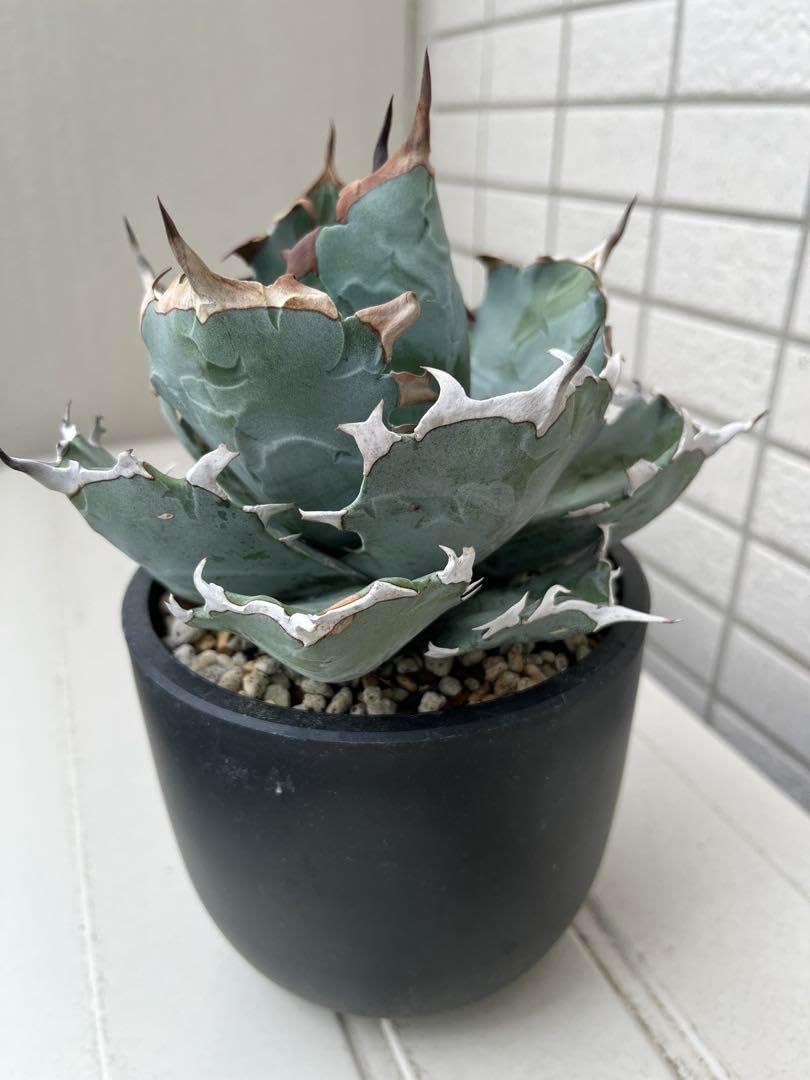 アガベ チタノタ ブルー実生 連棘 中大株 発根活着済み