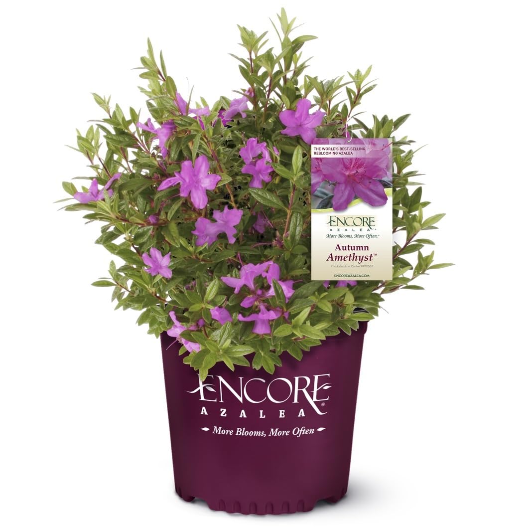 Autumn Amethyst Encore Azalea