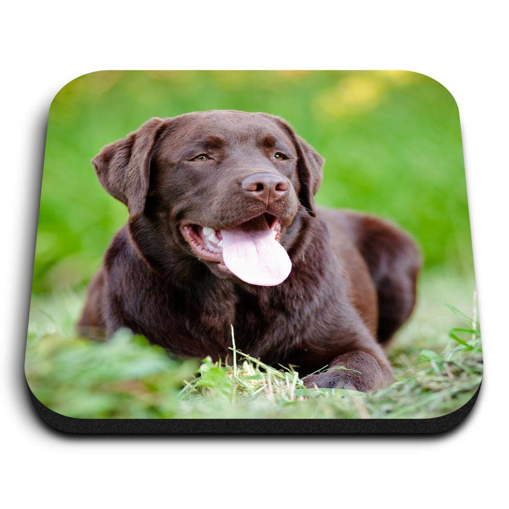 Destination Vinyl Ltd Multicolor 1 X Square Mdf Fridge Magnet - Adult Chocolate Labrador Brown Dog 15829