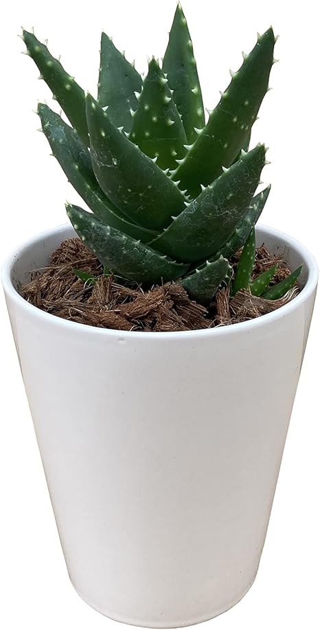 Amazon 花のギフト社 アロエ 不夜城 多肉植物 ロゼット インテリアミニ観葉植物 アロエ鉢植え プレゼント 観葉植物 オンライン通販