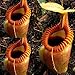 120 Pcs Nepenthes Graines Jardin Balcon Toit Bonsaï Carnivore Pichet Plantes Jardin Plantes Graines Graines de Nepenthes