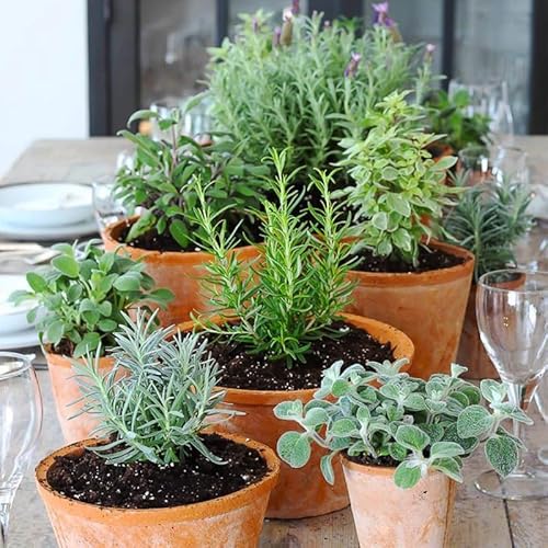1000+ Rosemary Seeds for Planting-Non-GMO Heirloom Herbs Plant Seeds Garden Outdoor - Image 5