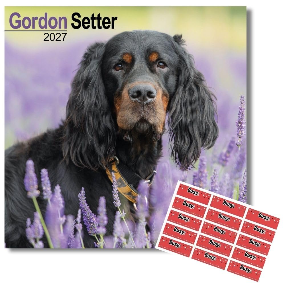 Avonside Gordon Setter 2027 Calendar with Organisational Stickers, 16 Month Square Wall Calendar (Sept 2026 - Dec 2027), UK Planner for Dog Lovers, Home or Office, 11.6 x 11.6 in