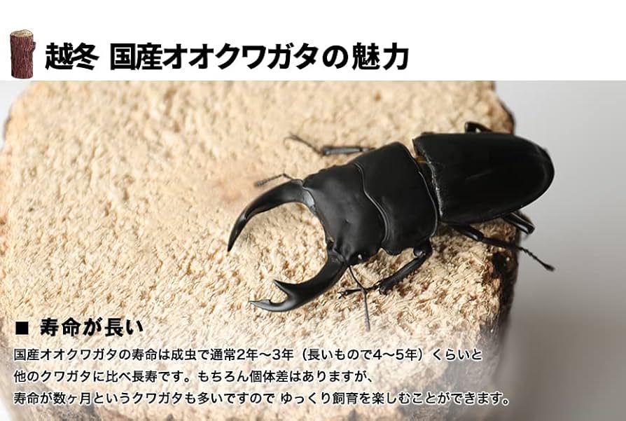 【野外品】滋賀県オオクワガタWD特大サイズ オオクワガタ♂62＋♀42（クワガタ標本） | オオクワ京都昆虫館