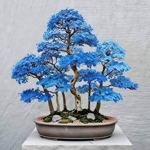 15Pcs Bonsai Maple Tree Seeds for Planting-Non-GMO Heirloom Plant Seeds
