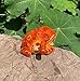 5 Inch Guiros Percussion Instruments Wooden Frog, Wooden Frog Musical Instrument Home Decor Handcrafted Decoration (Orange Color)