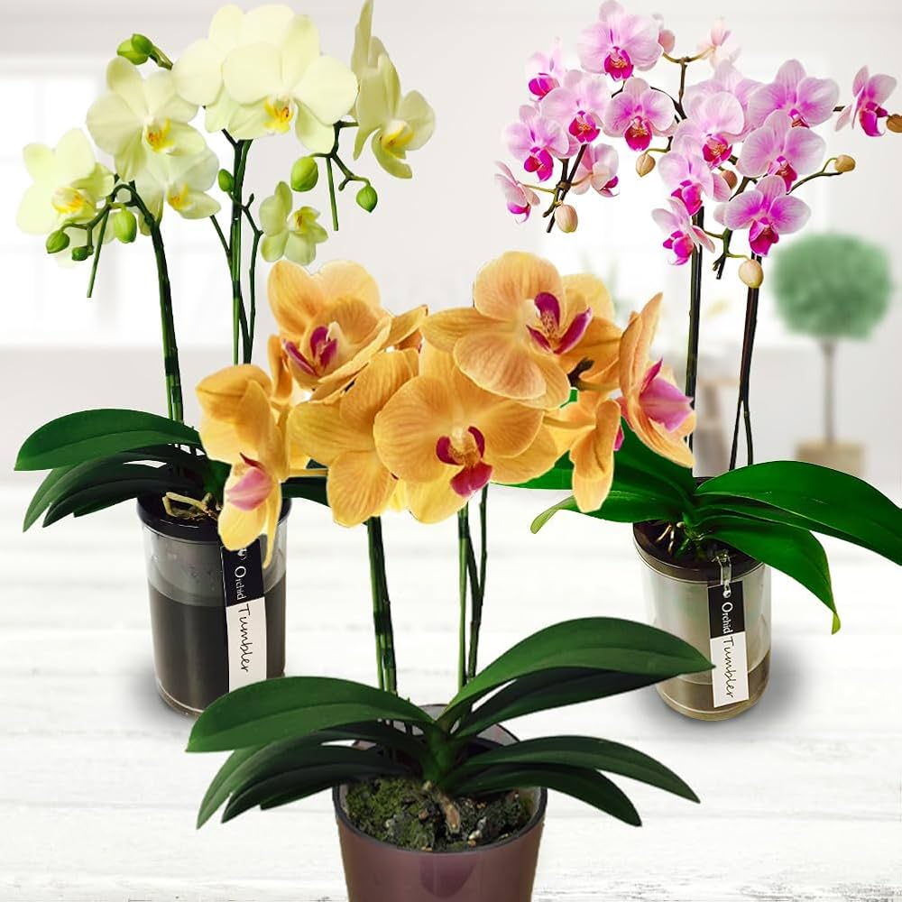 お買い得胡蝶蘭まとめて13株セット お買い得胡蝶蘭まとめて13株セット お買い得胡蝶蘭まとめて13株