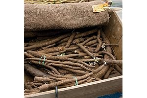 Burdock Chiko ~ Heirloom Herb Seeds