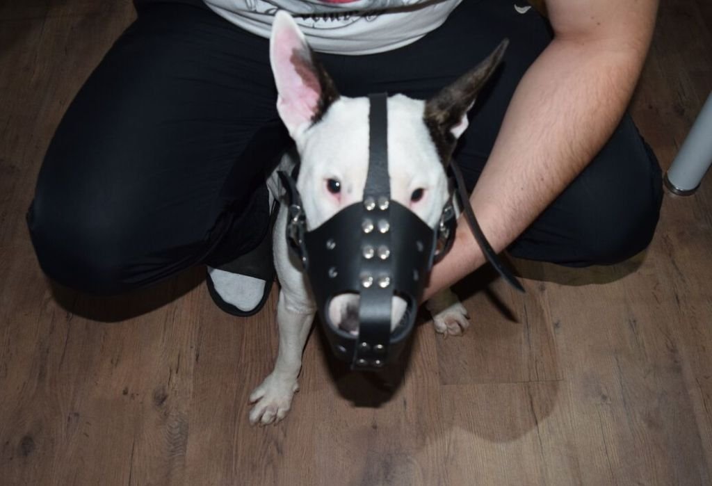 Bozal de perro de cuero fuerte para Bull Terrier y otros hocicos similares (ZB3)