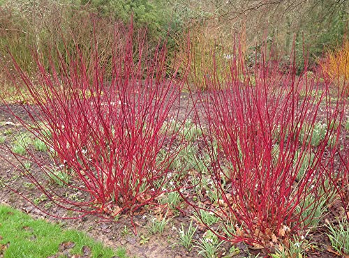 Red Dogwood Cuttings To Plant - No Roots, Easy To Grow - Grow Red Osier Dogwood Bushes (8 Cuttings) #TOP1