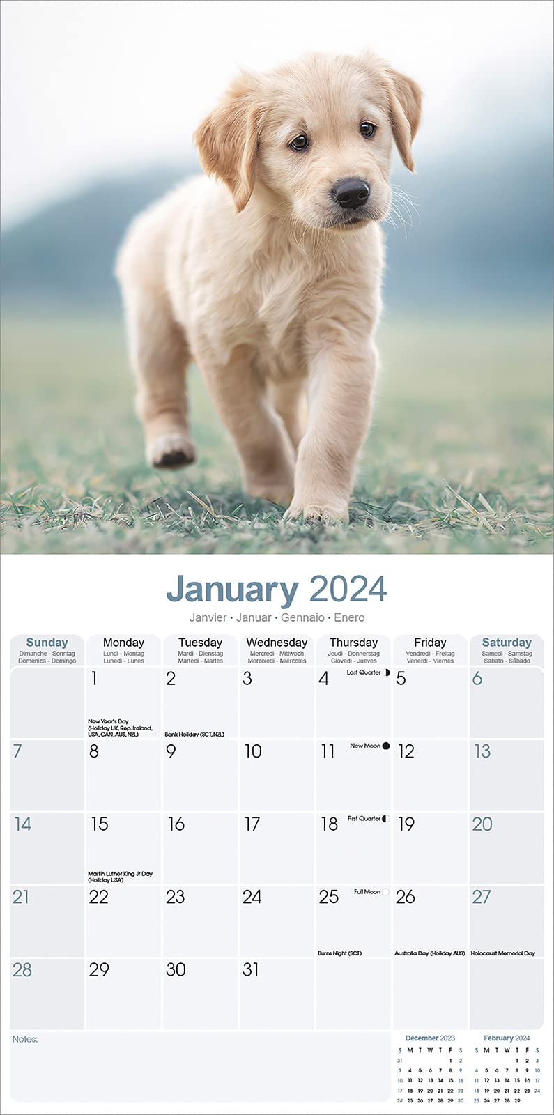 Golden Retriever Puppies - Golden Retriever-Welpen 2024 - 16-Monatskalender: Original Avonside-Kalender [Mehrsprachig] [Kalender] (Wall-Kalender)