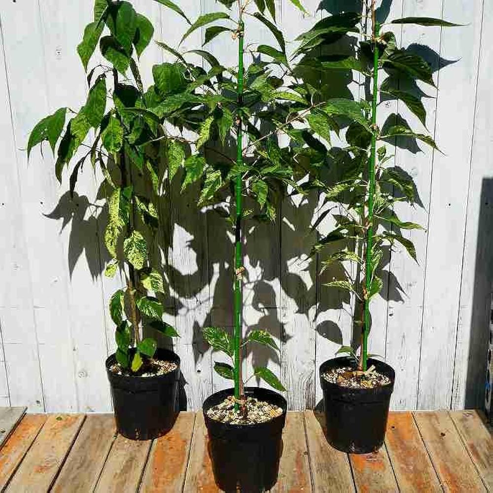 翼苗木 翼の苗木