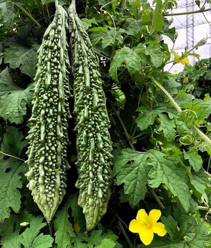 ™PUSA-Hybrid Bitter Gourd Seeds for Gardening All Season Vegetable Seeds for Home Garden-100 SEEDS-O9A65-GPT-84 (B0CJ86TC26) Amazon Price History, Amazon Price Tracker