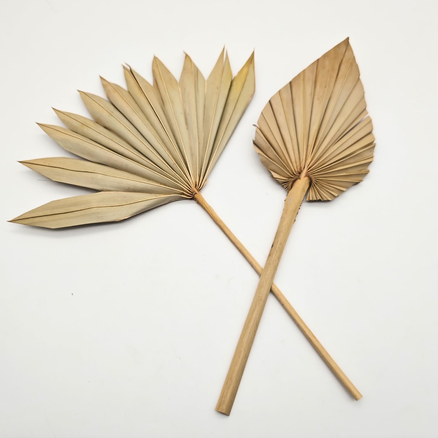 Lot de 5 feuilles de palmier séchées naturelles – Décoration de mariage bohème avec bouquet de lances de palmier pour la maison, vase, arrangements de table, anniversaire et décorations de fête