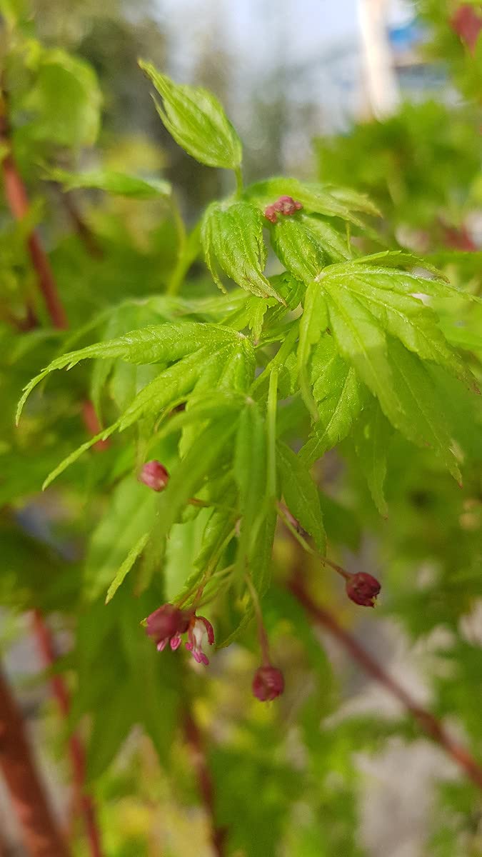 Acer palmatum 'Sangokaku' / Erable du Japon à l'écorce rouge corail/Conteneur de 3 à 4 litres