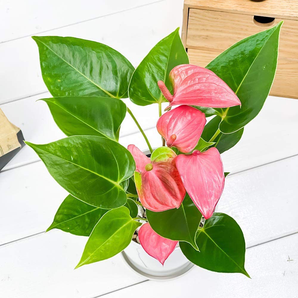 Amazon.co.jp: PLANCHU 観葉植物 アンスリウム ピンク 4号鉢 受け皿