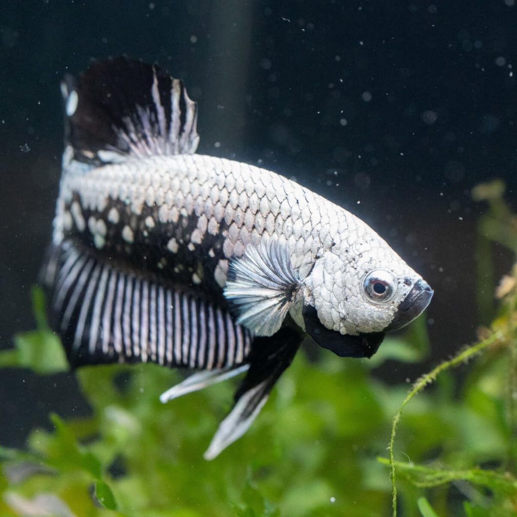 Black Dragon Plakat Male Betta Fish Betta Live Betta Fish Live Fish for Aquarium Freshwater Live Fish