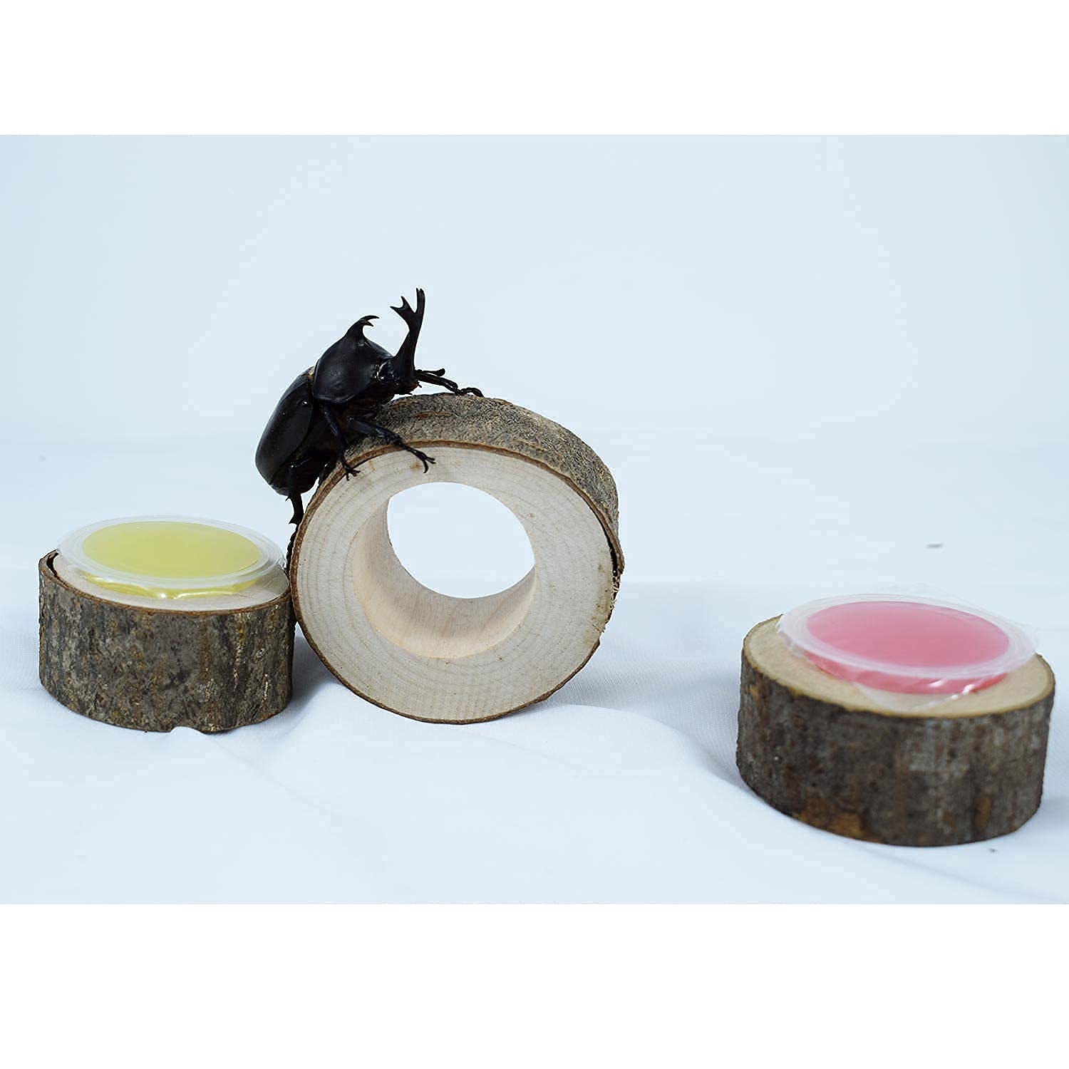Amazon | ゼリーの角皿 カブトムシクワガタ飼育木 飼育ゼリー台 昆虫