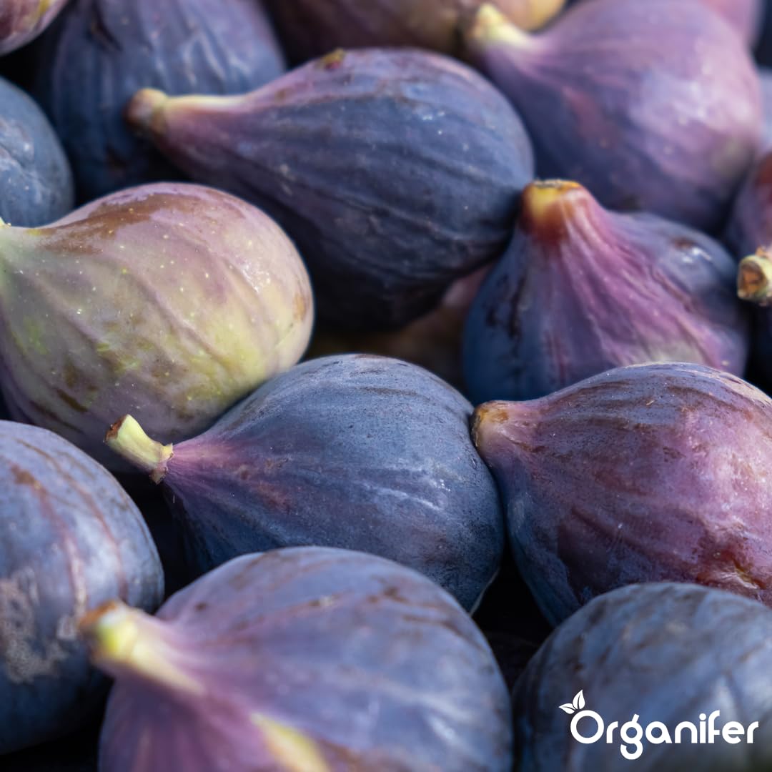 Fertilizante Líquido - 10L - Para Higuera - NPK 2-1-8 | Hojas Lujosas Y Crecimiento Óptimo - Organifer