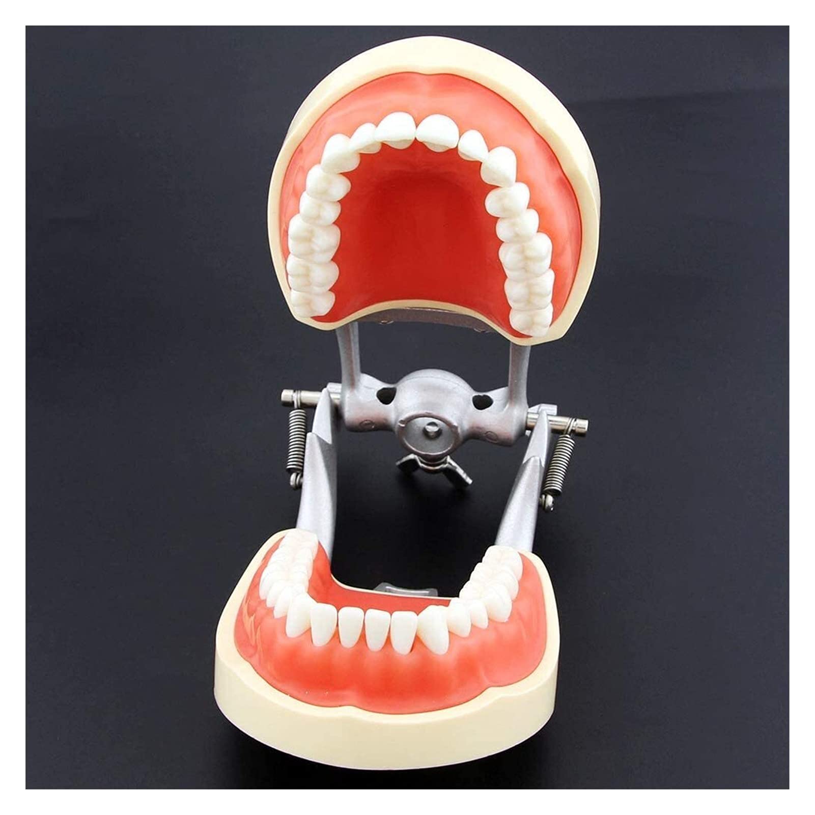 Amazon.co.jp: 器官模型 歯科多関節模型、歯科教育研究 解剖学模型