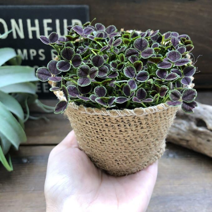 四葉のクロウバー きっとみつかる 四つ葉のクローバー栽培キット - SEISHIN PLUS