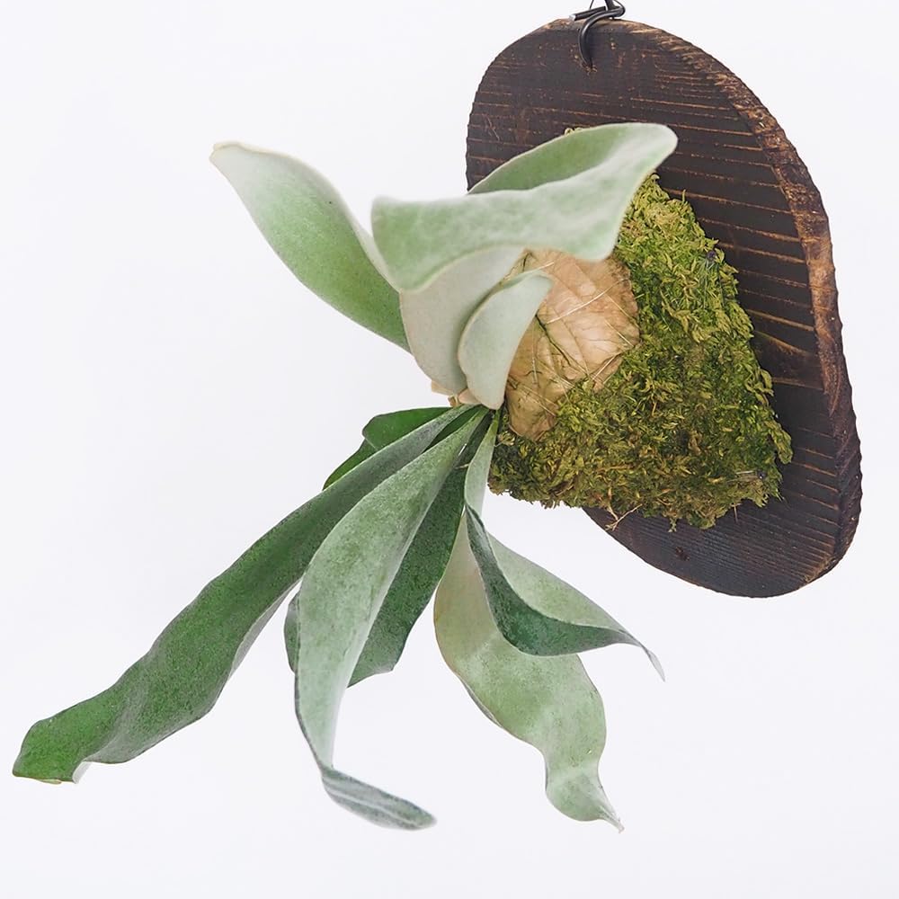 ビカクシダ コウモリラン オモ OMO