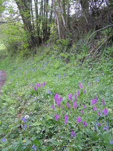 Image of Landlife Wildflowers Woodland and Heavy Shade Wildflower Seeds LW8M (100g) - Wild Flower Seed Mix Contains 24x Varying Wildflowers & 6X Meadow Grass Seed Species