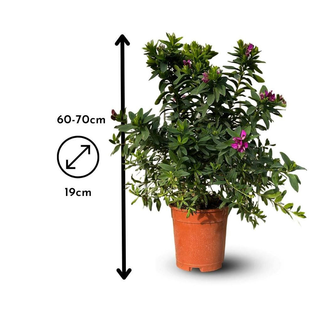 Attitude Jardin - Polygala myrtifolia - plante fleurie - 60-70 cm - ⌀ 19 cm - plante d'extérieur