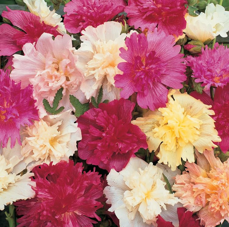 Hollyhock ‘Majorette Mixed’ Seeds – 1 Packet (50 Seeds) – Alcea rosea Hardy Perennial – Compact Double Flower Spires in Mixed Colours – Cottage Garden Flower Seeds by Thompson & Morgan