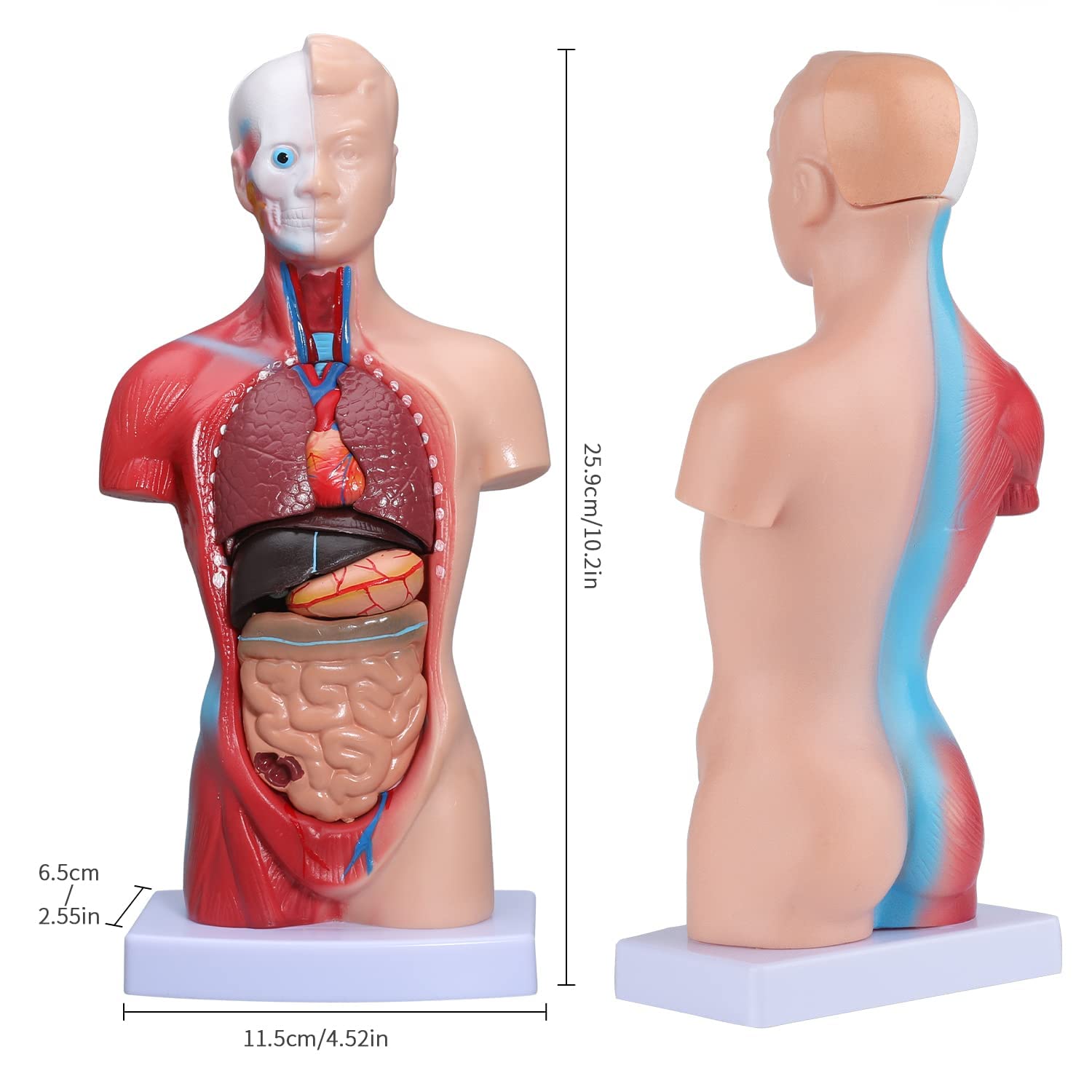 Modello didattico Modello del Corpo Umano 28 cm Modello di Anatomia del Busto Umano 15 Pezzi Parti Rimovibili con schele