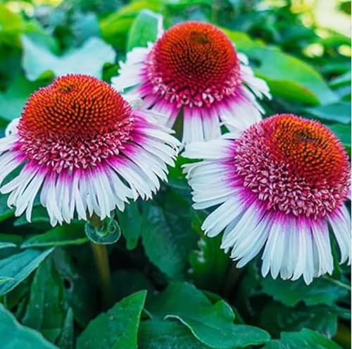 100PCS Strawberry & Cream Coneflower Seeds Echinacea Flower Hardy Perennial