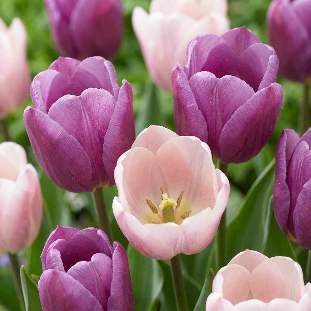Green boutiQ - 48x Tulipa Macron mix - Tulipe Macron mix - Divers - Floraison printanière - Calibre 11/12